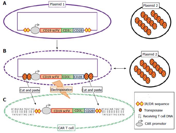 Introduction of the transposon/transposase SB system. (Heiblig M, et al.; 2015)