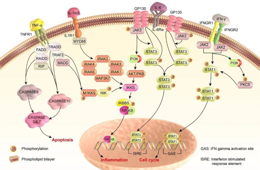 Representative pathways regulating cytokine production and signaling that have been targeted by small molecules.