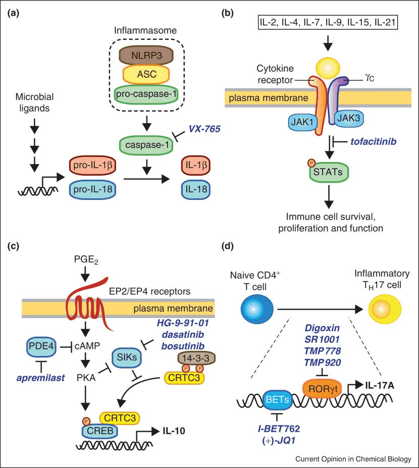 Representative pathways regulating cytokine production and signaling that have been targeted by small molecules.