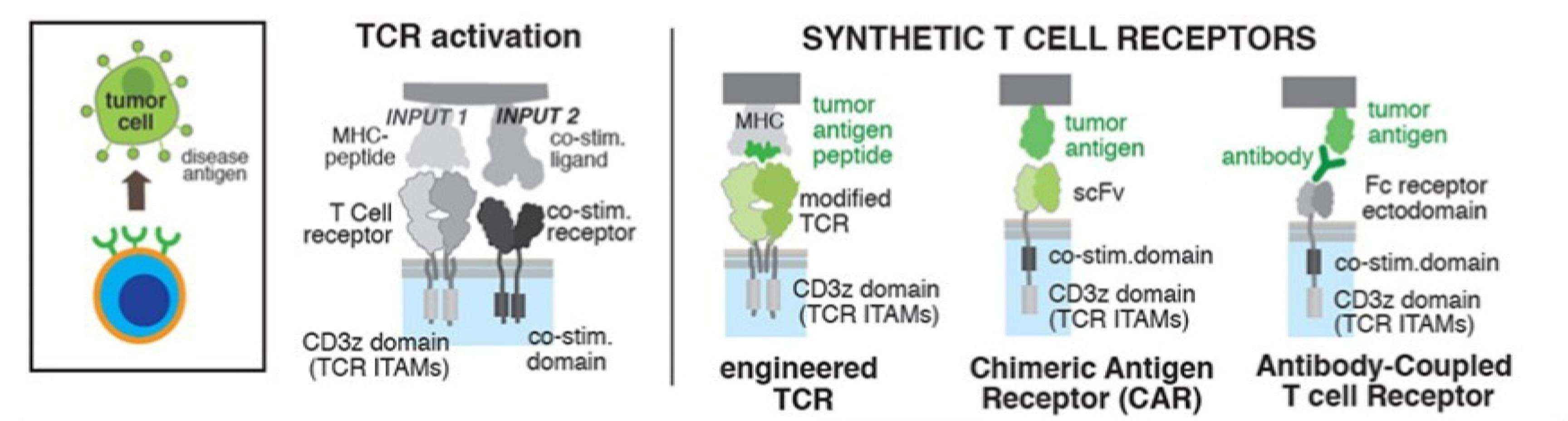 Synthetic receptor designs for targeting tumor antigens.