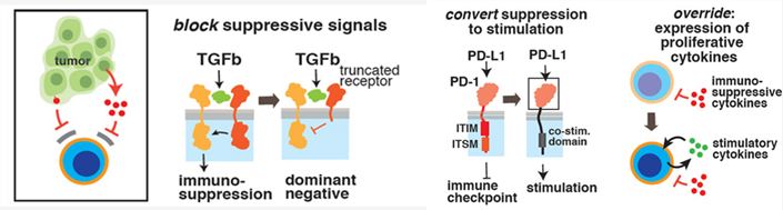 Methods for engineering T cells resistant to immunosuppressive microenvironments.