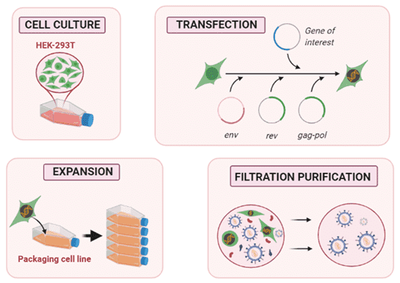 Fig.1 Lentiviral vector production in a packaging cell line. (Martínez-Molina, et al., 2020)