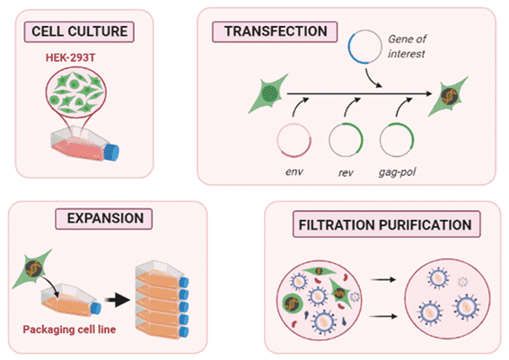 Proposed steps for lentiviral vector production in a packaging cell line.