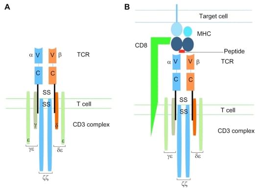 Fig.1 TCR’s structure and function. (Sharpe & Natalie, 2015)