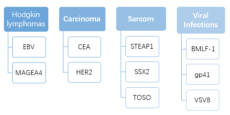 The Featured Target Marker of TCRs (Creative Biolabs Original)