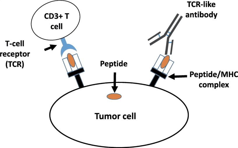 Fig.1 TCR and TCR-like receptor. (He, et al., 2019)