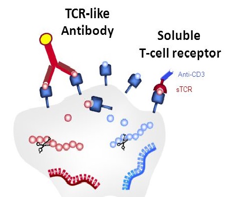 TCR-Like Antibody Affinity Characterization