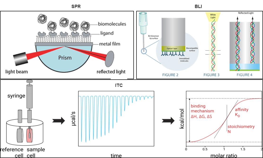 TCR-Like Antibody Affinity Characterization