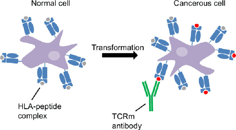 TCR-Like Antibody Services