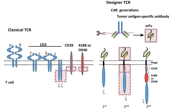 TCR-Like CAR Construction and Evaluation Service