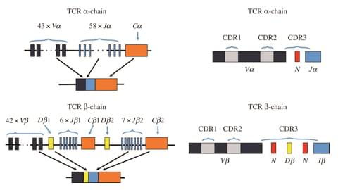 TCR analysis