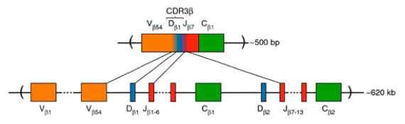 TCR repertoire sequencing