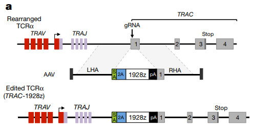 TRAC CAR-T Cell Development with CRISPR Cas9 Technology