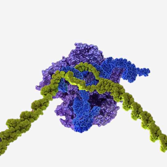 TRAC CAR-T Cell Development with CRISPR Cas9 Technology