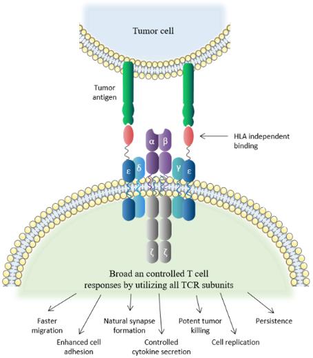 TRuC-T cell