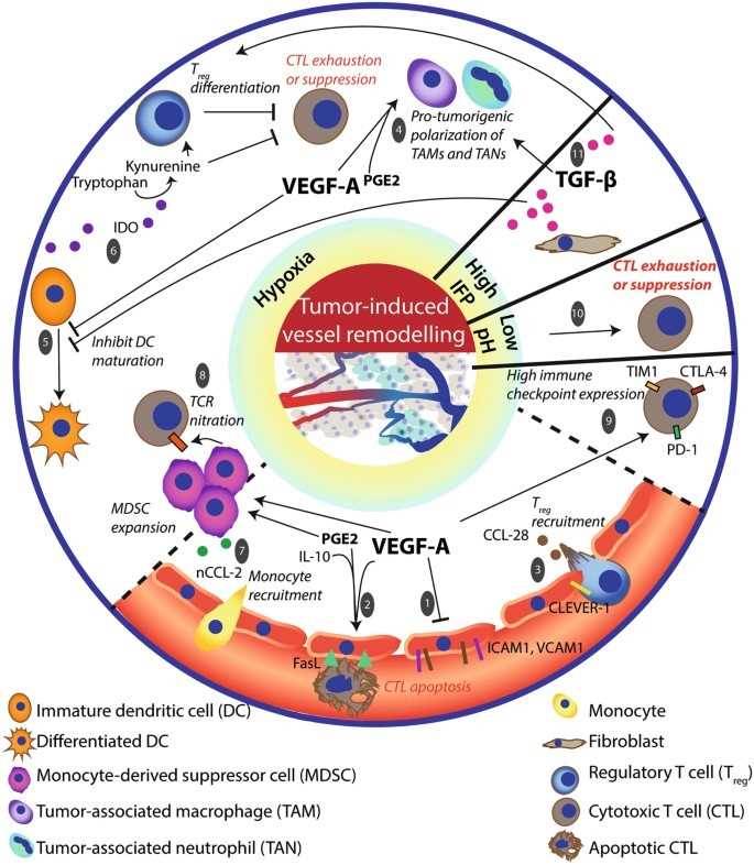 The nature of the TME influences immune cell composition and angiogenesis.