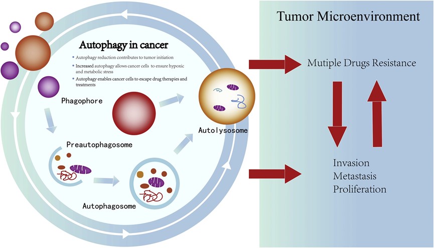 Pattern of autophagy in cancer chemoresistance.