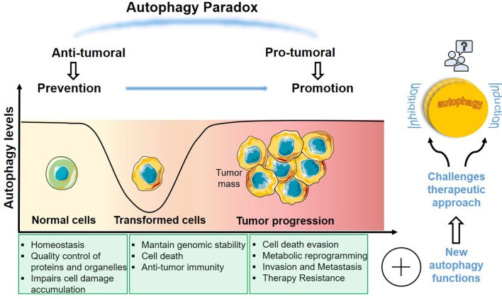 Dual role of autophagy in cancer.
