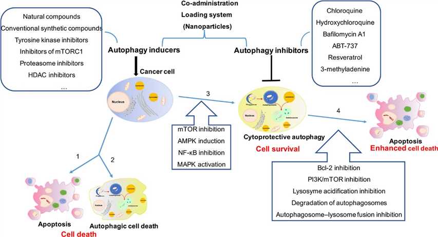 comprehensive mechanism of autophagy induction and inhibition in cancer therapy.