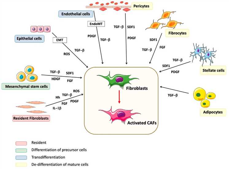 Origin of CAFs.