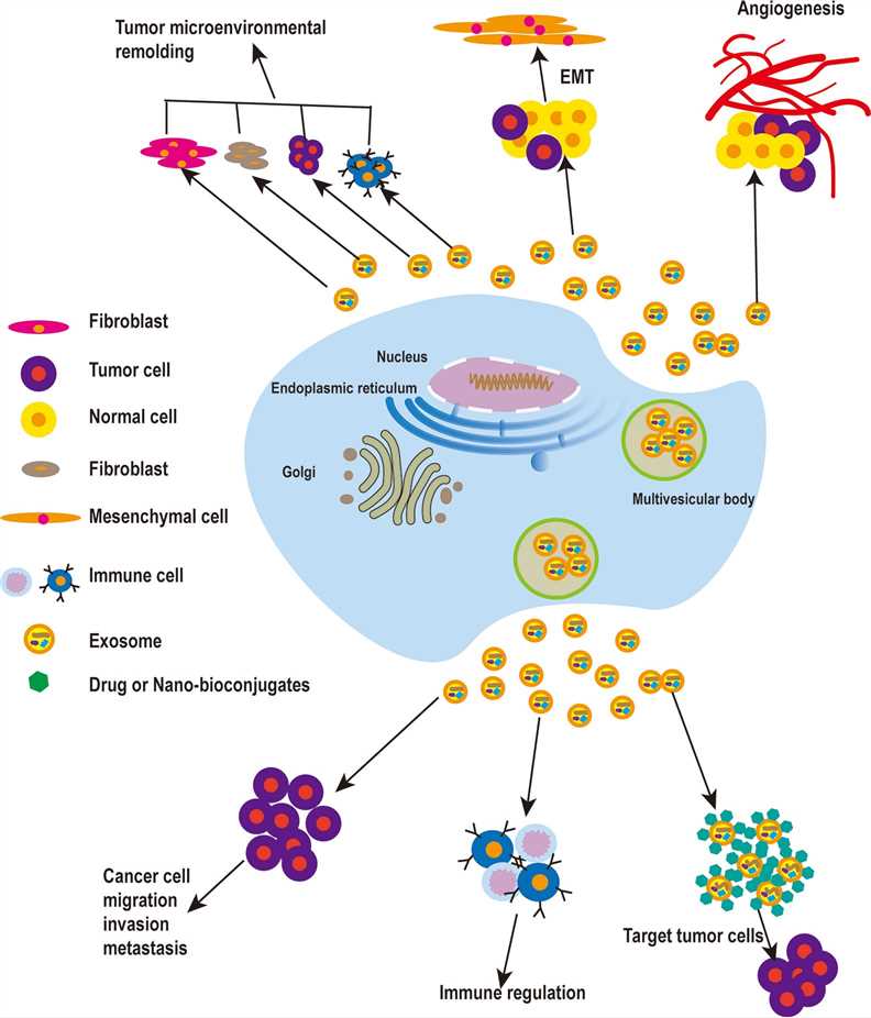 The roles of exosomes in tumors.