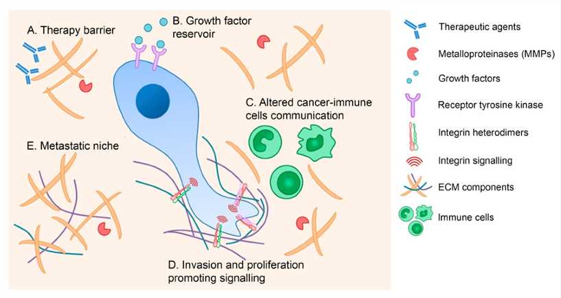 The ECM contribution to cancer pathogenesis.