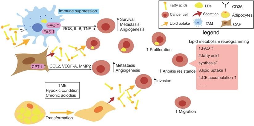 Lipid metabolism reprogramming of cancer cells and surrounding cells in TME.