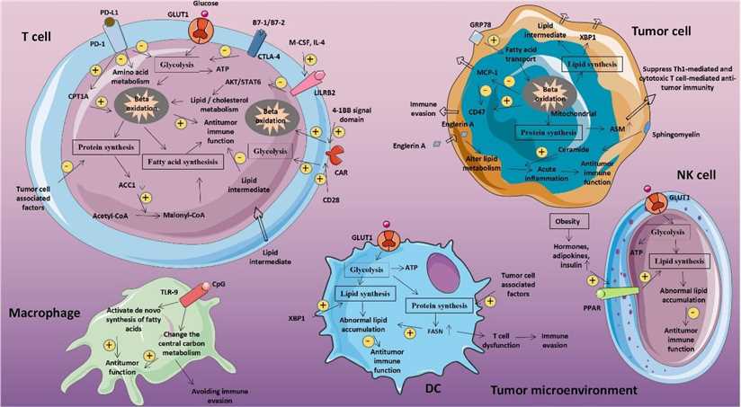Abnormal glucose metabolism and tumors.