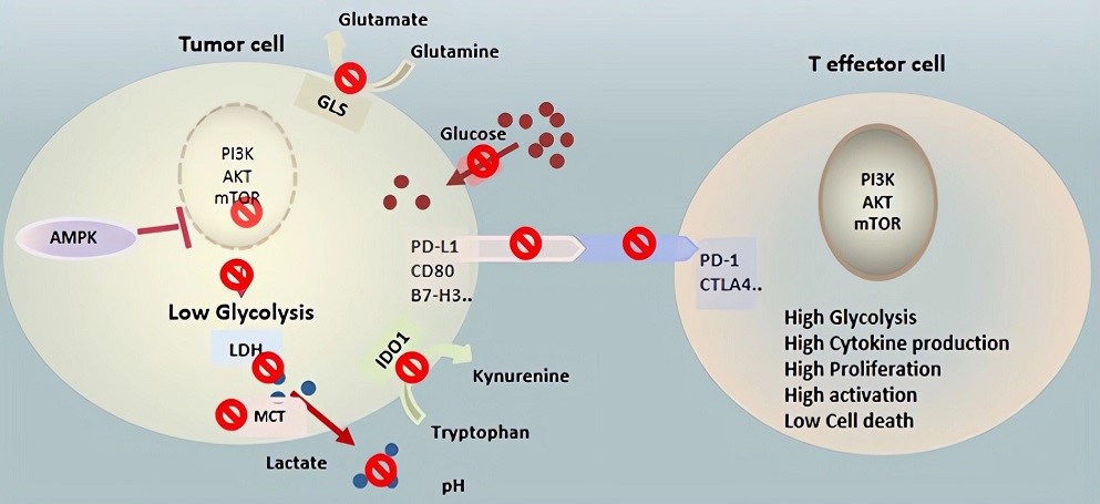 Therapeutic targeting cell metabolism in the TME.