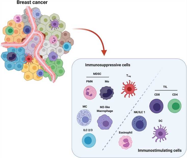 Major players in immune breast TME.