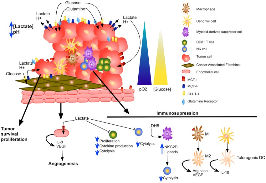 Impact of lactate on TME.