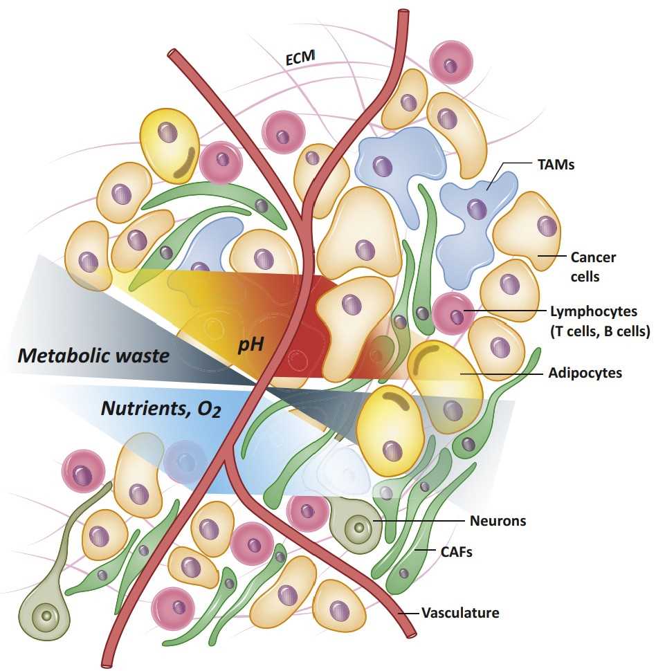Features of the TME that contribute to metabolic heterogeneity.