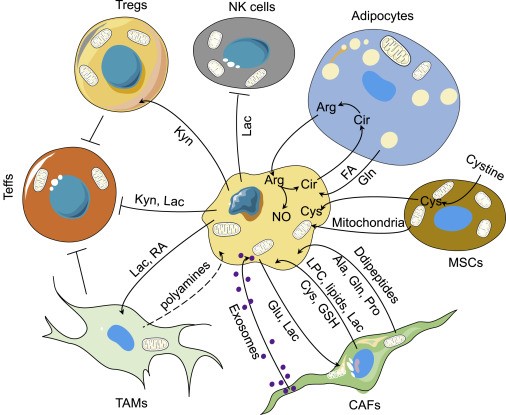 Tumor-stroma metabolic communications in the TME.