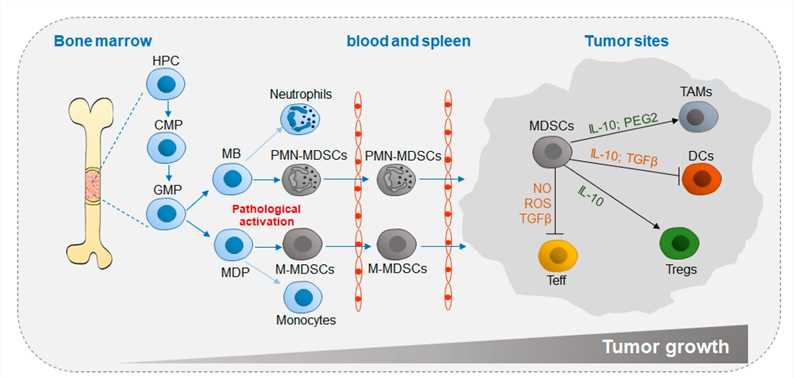 Differentiation and accumulation of MDSCs in the TME.