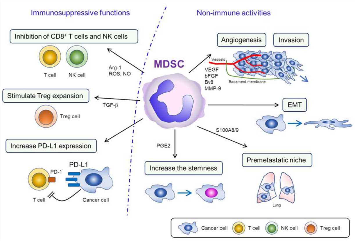 Functions of MDSCs in the TME.