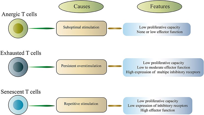 Classification of dysfunctional T cells.