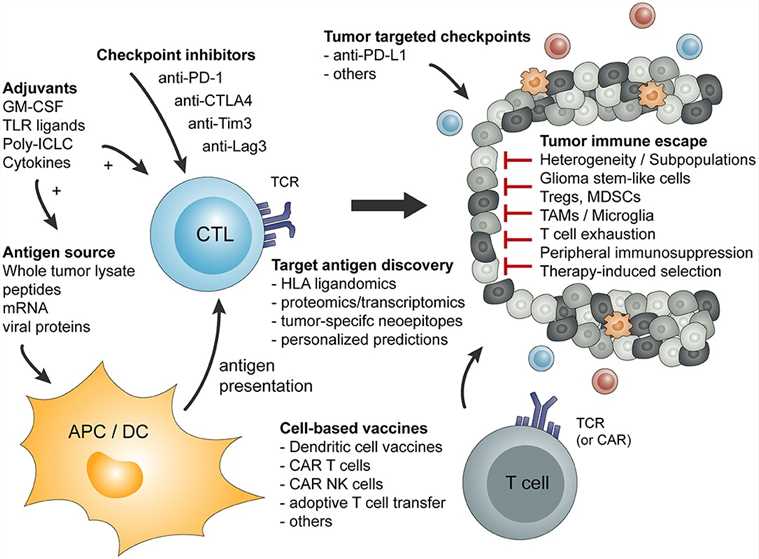 Overview of basic principles of tumor-specific immune activation and the involved cell type.