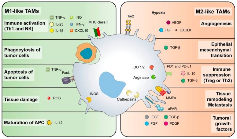 Anti-tumor and pro-tumor functions of TAMs.