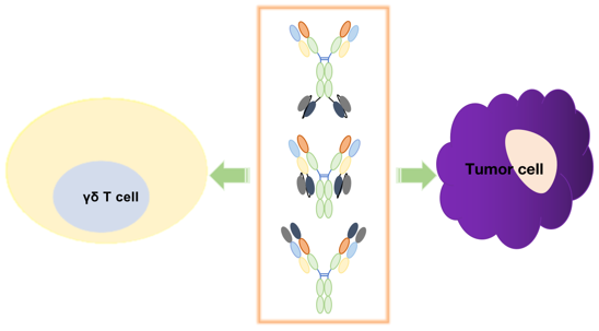 Fig.1 TetraBi T-cell Engager Platform. (Creative Biolabs Original)