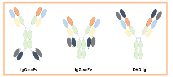 Fig.2 Multiple tetravalent bispecific (TetraBi) T-cell engager. (Creative Biolabs Original)