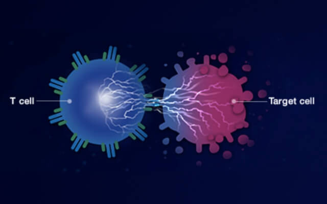 Tetravalent Bispecific (TetraBi) T-cell Engager Platform (Creative Biolabs Authorized)