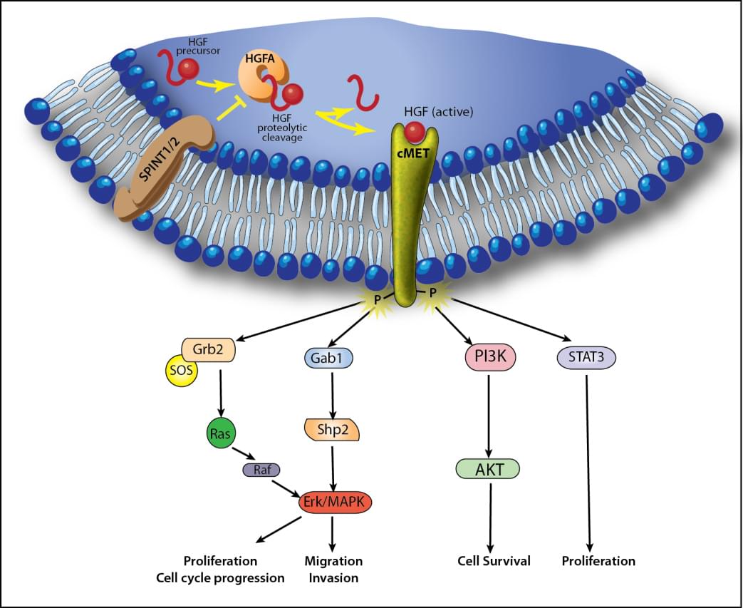 The HGR/c-Met signaling pathway