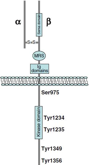 The structure of c-Met