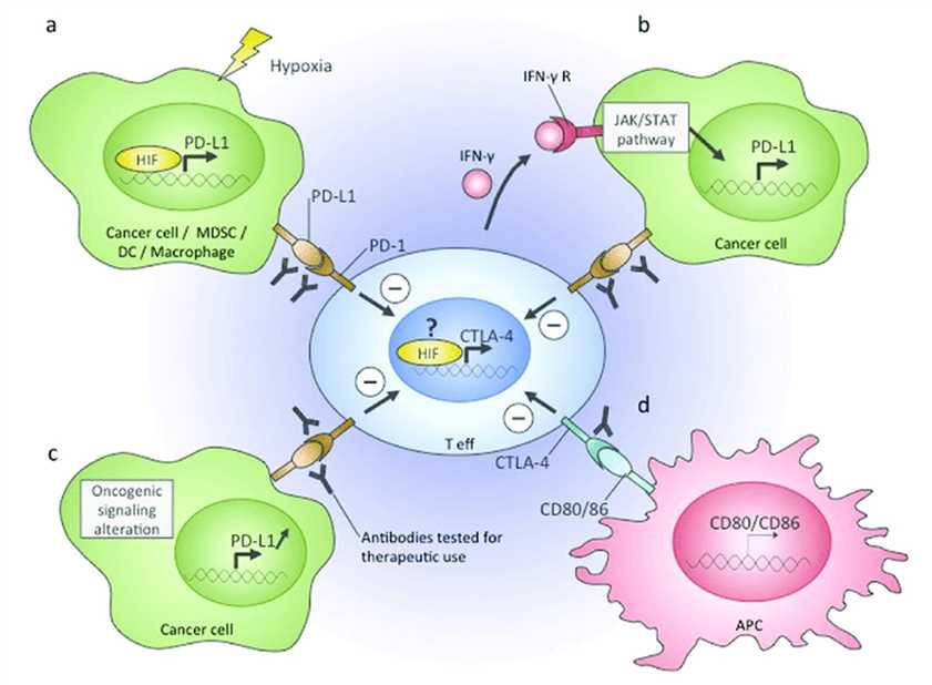 Immune checkpoints in the TME.