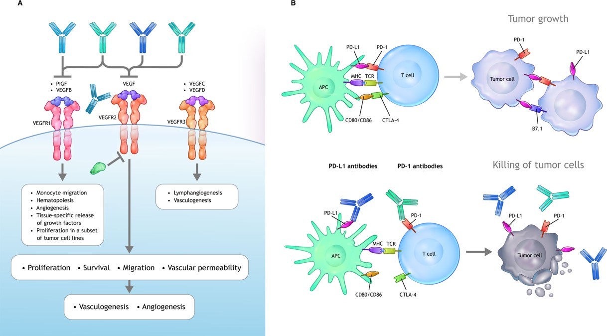 VEGF signaling axes and antibody drugs.