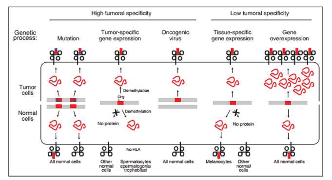 Tumor antigens recognized by T lymphocytes