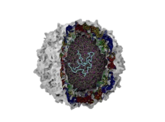 Virus Specific T Cell VST Technology.