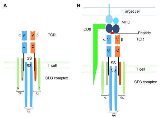 Structure and function of the TCR