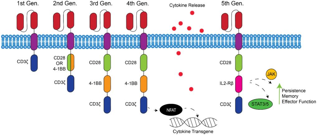 1-4 generations of CARs