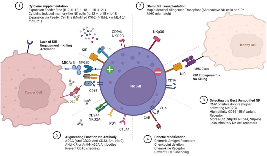 Regulation of NK cell responses.